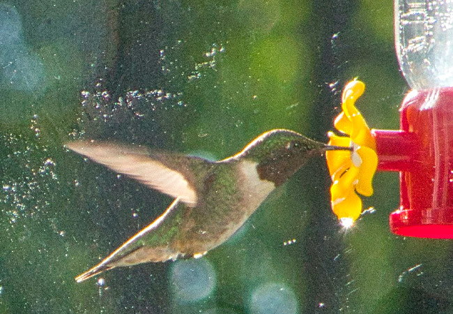 Hummingbirds and small businesses